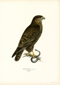 Mäusebussard von Magnus Ferdinand and Wilhelm von Wright