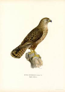 Mäusebussard