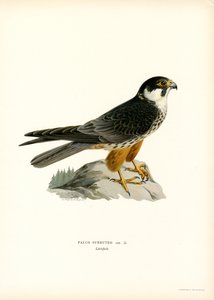 Baumfalke