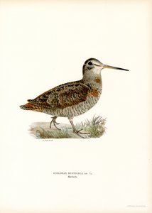 Waldschnepfe von Magnus Ferdinand and Wilhelm von Wright