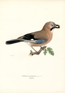 Eichelhäher