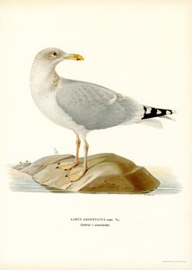 Silbermöwe von Magnus Ferdinand and Wilhelm von Wright