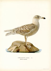 Eismöwe von Magnus Ferdinand and Wilhelm von Wright