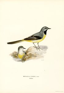 Gebirgsstelze