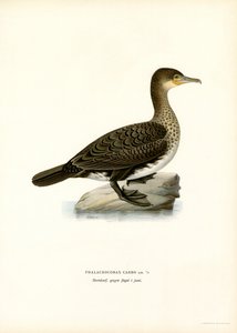 Kormoran
