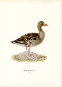 Graugans