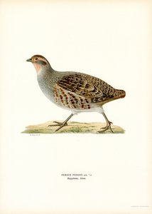 Rebhuhn