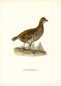 Haselhuhn