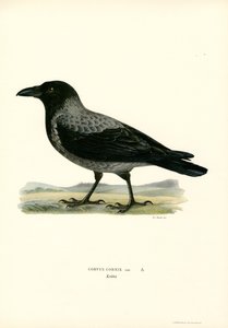 Nebelkrähe