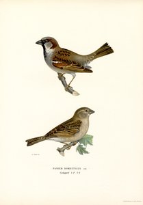 Haussperling von Magnus Ferdinand and Wilhelm von Wright