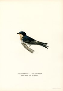Rauchschwalbe von Magnus Ferdinand and Wilhelm von Wright