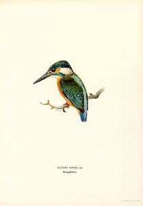 Eisvogel