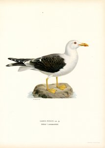 Heringsmöwe von Magnus Ferdinand and Wilhelm von Wright