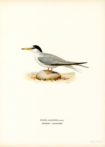 Zwergseeschwalbe von Magnus Ferdinand and Wilhelm von Wright