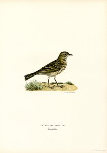 Wiesenpieper (Farblithographie)