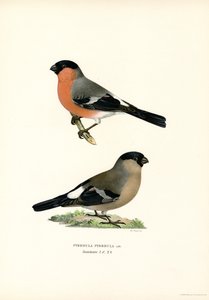 Nordeuropäischer Gimpel von Magnus Ferdinand and Wilhelm von Wright