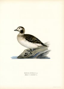 Eisente von Magnus Ferdinand and Wilhelm von Wright
