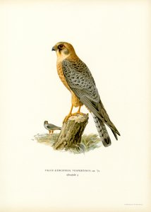 Rotfußfalke von Magnus Ferdinand and Wilhelm von Wright