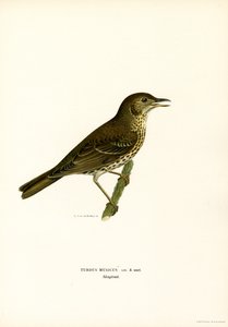 Rotdrossel von Magnus Ferdinand and Wilhelm von Wright