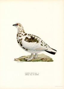 Alpenschneehuhn