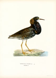 Kampfläufer