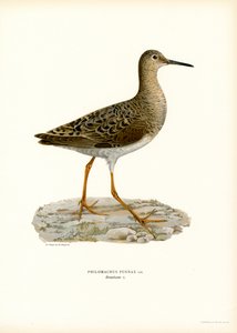 Kampfläufer von Magnus Ferdinand and Wilhelm von Wright