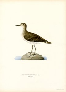 Sumpfläufer