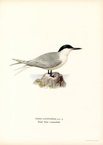 Brandseeschwalbe von Magnus Ferdinand and Wilhelm von Wright