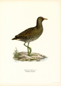 Tüpfelsumpfhuhn von Magnus Ferdinand and Wilhelm von Wright