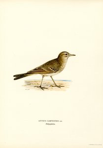Brachpieper von Magnus Ferdinand and Wilhelm von Wright