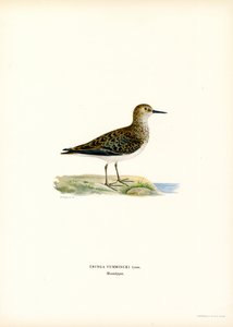Temmincks Strandläufer von Magnus Ferdinand and Wilhelm von Wright