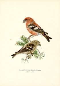 Bindenkreuzschnabel (Farblithographie)