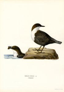 Wasseramsel von Magnus Ferdinand and Wilhelm von Wright