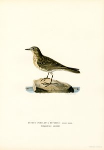 Wasserpieper von Magnus Ferdinand and Wilhelm von Wright