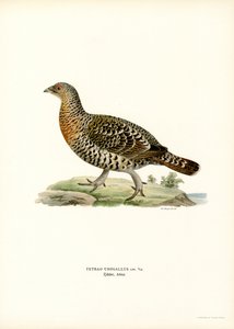 Auerhuhn