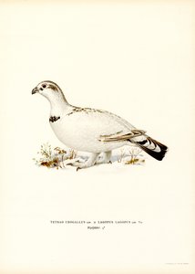 Auerhuhn x Moorschneehuhn von Magnus Ferdinand and Wilhelm von Wright