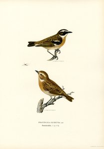 Braunkehlchen (Farblithographie)