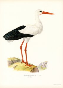 Weißstorch von Magnus Ferdinand and Wilhelm von Wright
