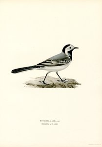 Bachstelze