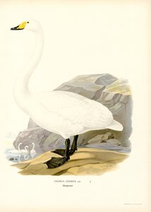 Singschwan