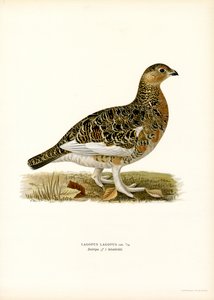 Moorschneehuhn