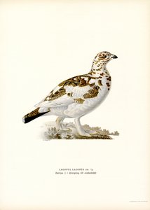 Moorschneehuhn