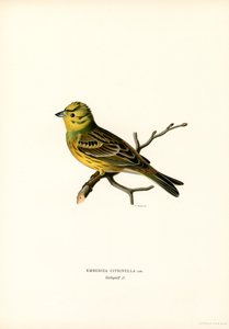 Goldammer