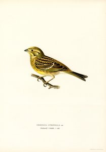 Goldammer (Emberiza citrinella) (Farblithographie) von Magnus Ferdinand and Wilhelm von Wright