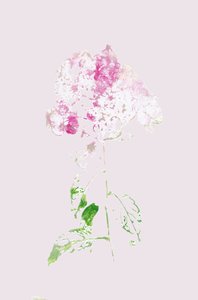 Abstrakte rosa Blüte von Maira Ribena