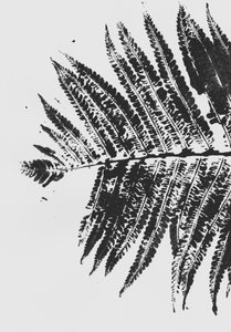 Botanische Farnsilhouette von Maira Ribena