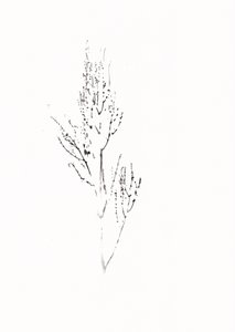 Zarte botanische Zeichnung von Maira Ribena
