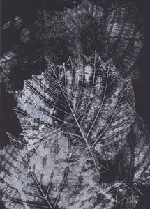 Monochrome Blattstudie