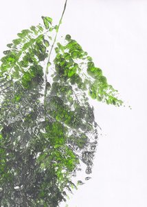 Organischer grüner Farn