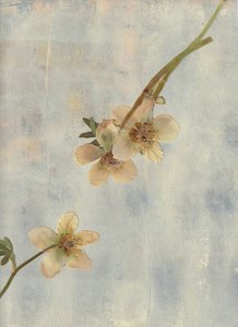 Blassblaue Botanicals
